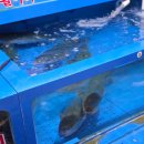 장성제일축산 | 가락시장 방어 내돈내산 할인 구매방법 및 장성수산 방어 후기