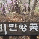 펜션비단향꽃무