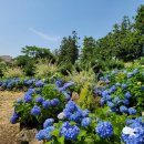 옥란 농장 이미지