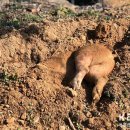 수일농장 이미지