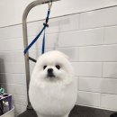 리츠펫(송도점) 이미지