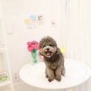 댕구름 - 서구 문정로170번길 130 | 부산수제간식 전문 : "댕구름"에서 부산수제간식원데이클래스 후기 !