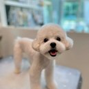 퍼피블랑 이미지