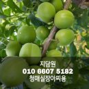 매실 이미지