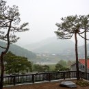 청벽거북 이미지