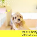 은아샵