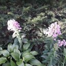 반송동265 이미지