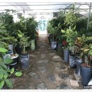 삼례토종닭 이미지