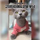 냐홍 고양이미용호텔 | 도봉구 노원 고양이무마취미용ㅣ스트레스 적은 30분 미용 &amp; 고양이호텔 뽀냥 후기