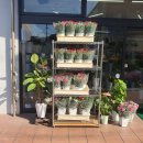 용산-327 | [일상탐험 EP 327]-부산큐슈여행 2일차: 우레시노 거리의 시볼트 &amp; 윳츠라 광장의 족욕체험