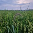 안일영농 이미지