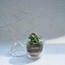 생활원예 야간 | 미니어처화분, 공기정화식물로 연출하는 방법 2가지