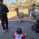 쥬쥬떡볶이 | [일산/쥬쥬랜드/쥬쥬 동물원 다녀온 후기 21개월 아기와 즐긴 나들이 동물 먹이체험]
