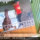 표범발