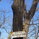 솔치고개