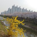 꽃길 이미지