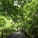 단양죽령사과 이미지