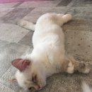 개냥아치 이미지