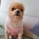 어라운드 퍼피 이미지