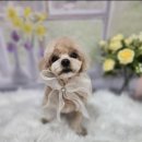 복이네도그살롱 이미지