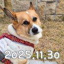 행복이발 | 11월 말의 순대 일상_소화불량에 이은 공복토/도그체/이발/목욕