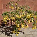 레이크힐스골프장 | 춘천 로드힐스CC 골프장 맞춤 골프장갑 알럽핏 라운드 후기 레이크 힐코스