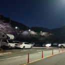 산호천 생태하천 거리(산책길) | 진해 군항제 벚꽃축제 진해내수면 환경생태공원 여좌천 로망스다리 주차 조명 벚꽃 개화상황 방문후기