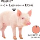 금돼지 - 광명시 범안로 1041 | 금돼지