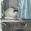 송도 종합 동물병원 이미지