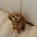 룩스피자 이미지