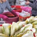 채수건농장 | 2025년 절임배추 70포기, 깻잎김치, 섞박지 김장 기록