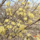 (주) 산수유 Daum카페