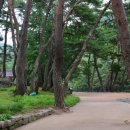 소나무숲 이미지