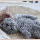 오케이하도 이미지