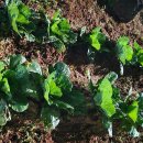 숙연화꽃게장 이미지