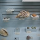 한남대학교 자연사박물관 이미지