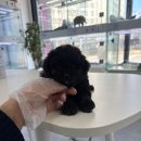 퍼피플라워 이미지