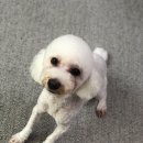 딩딩이발소 이미지