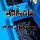 남창낚시터 붕어,향어,메기 방류 영상 - 3월 13일 - 이미지