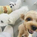 딩동댕치원 이미지