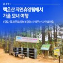 유정목재