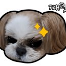 어나더153애견펜션 이미지