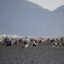 두루미로 이미지