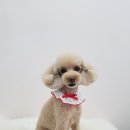 윤애견미용 이미지