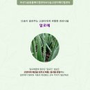수선화메디칼