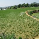 (구)풍천중학교 이미지