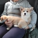 한림동물병원 이미지