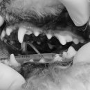 동주동물병원 이미지