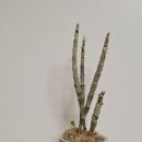 도토리 | 도토리팟 후기♡