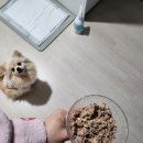 멍멍미식회 이미지